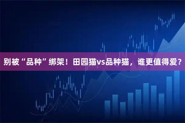 别被“品种”绑架！田园猫vs品种猫，谁更值得爱？