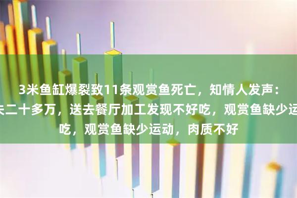 3米鱼缸爆裂致11条观赏鱼死亡，知情人发声：养了5年，损失二十多万，送去餐厅加工发现不好吃，观赏鱼缺少运动，肉质不好